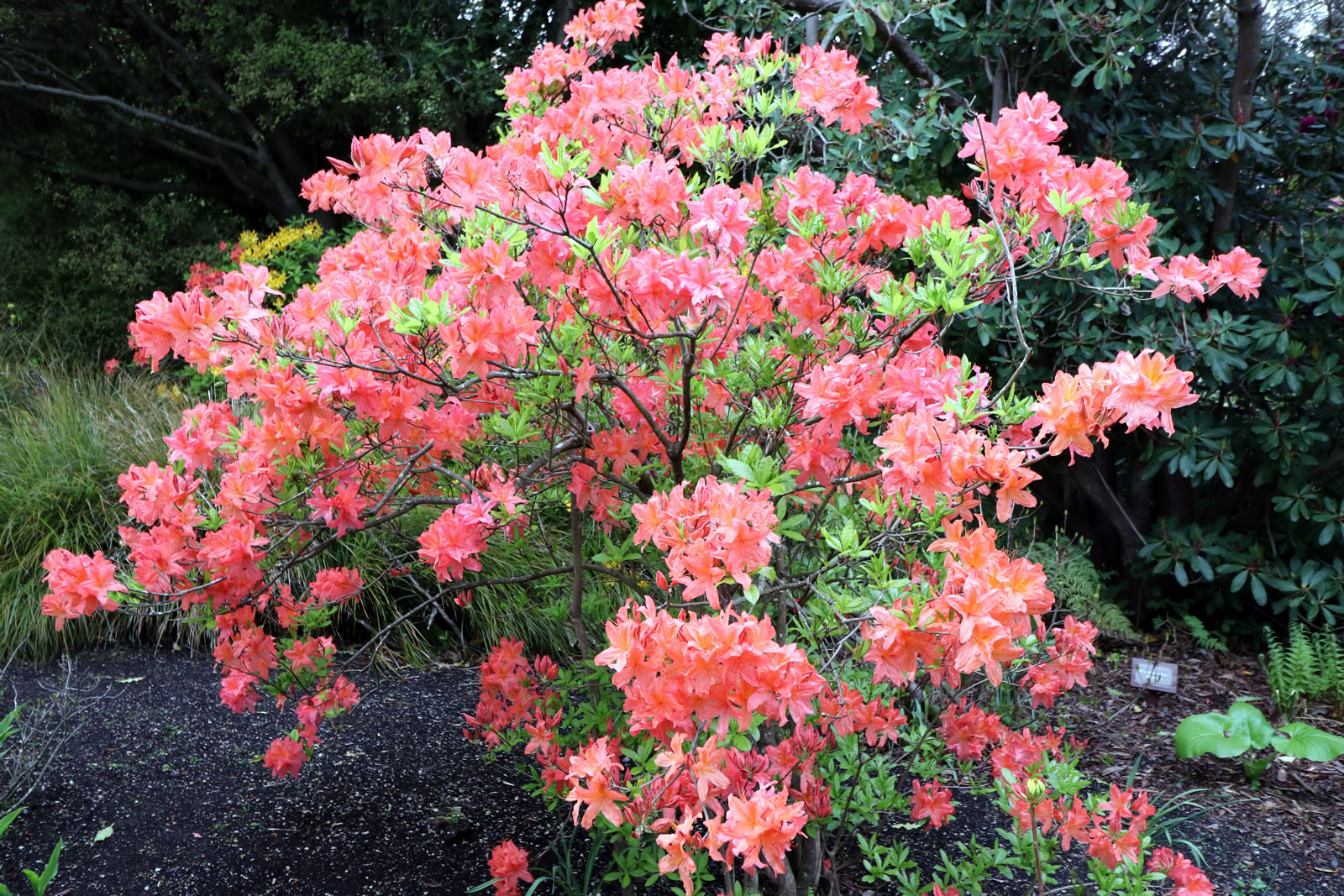 2017 10 15 Botanic Gardens 14